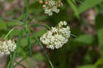 Whorled milkweed